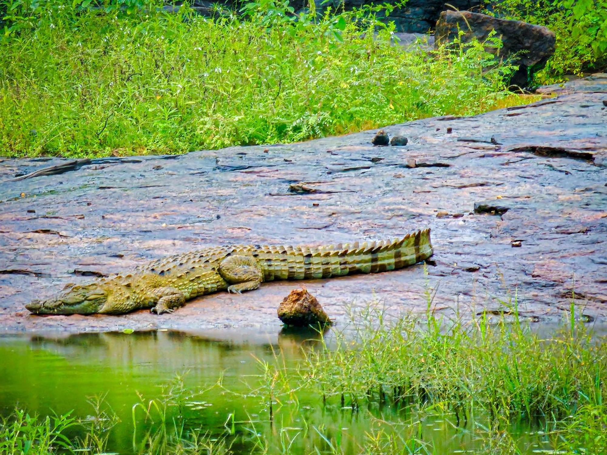 Freedom Safari Cottage Удавалаве Экстерьер фото