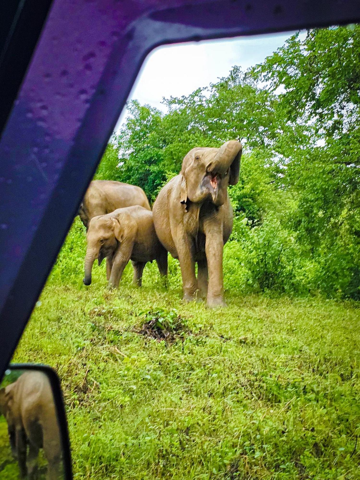 Freedom Safari Cottage Удавалаве Экстерьер фото