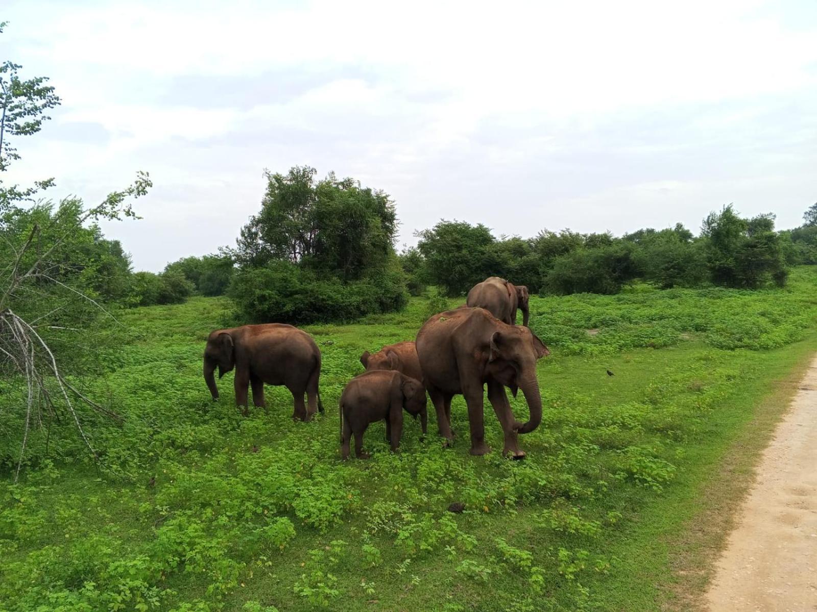 Freedom Safari Cottage Удавалаве Экстерьер фото